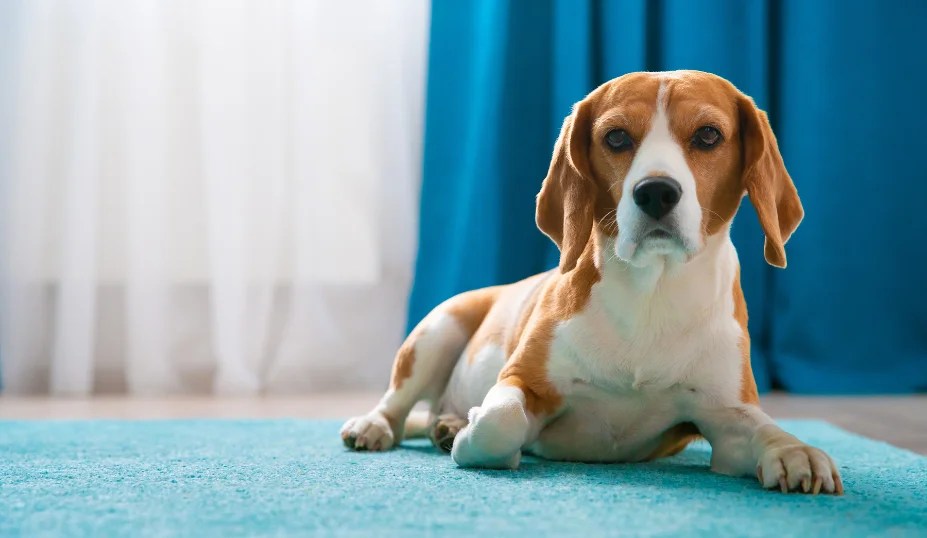 Top Apartment Dogs Perfect Companions for Small Spaces